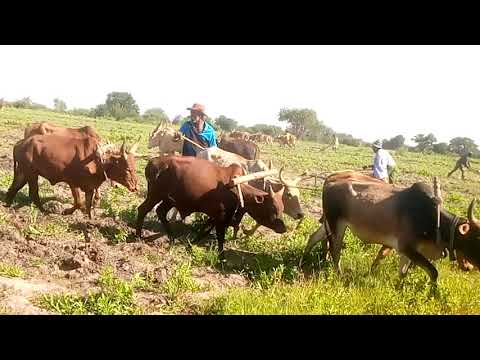 Video: Kanda Za Viwandani Na Mashindano