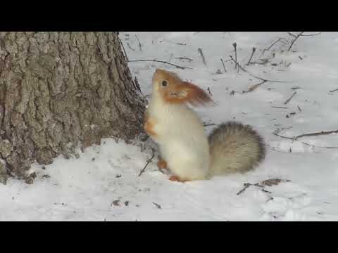 Видео: Белка пробует сушку и ест снег