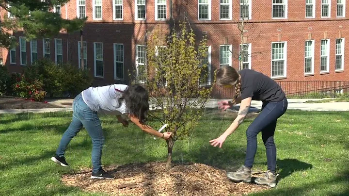 How to Net a Small Tree to Exclude Cicadas - DayDayNews