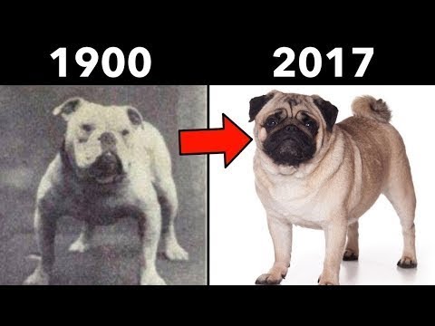 როგორ შეიცვალნენ ძაღლები 100 წლის განმავლობაში