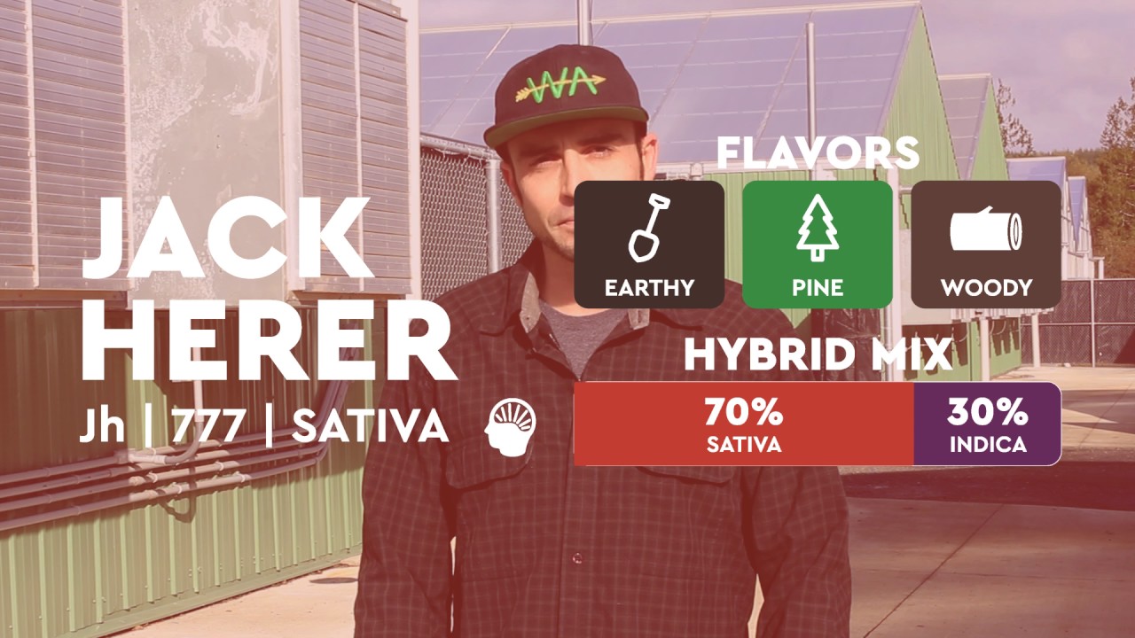 Jack Herer | From the Soil - Flower Hour