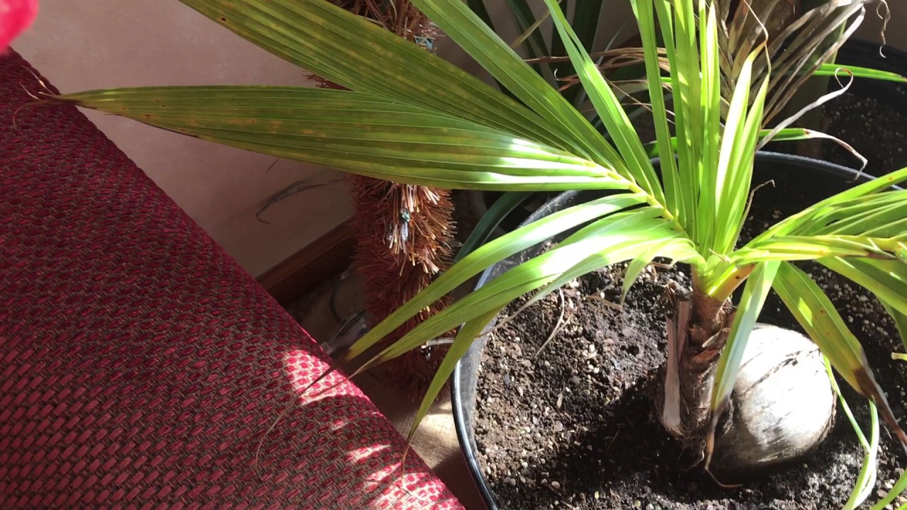 How Grow Tropical Plants In The Winter 2016-2017: WEEK 3