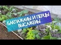 Перец и баклажаны высажены в теплицу | наводим порядок на дачном участке