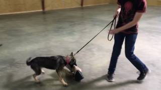Zita von Prufenpuden 5 Months Super Star German Shepherd BAB Participant