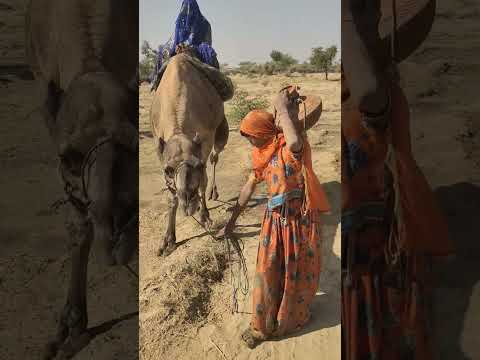 طفلة صحراوية تعاني من العرج تمسك بلجام جمل ها وتحمل على رأس ها جر ة الماء قوة تفوق الظروف