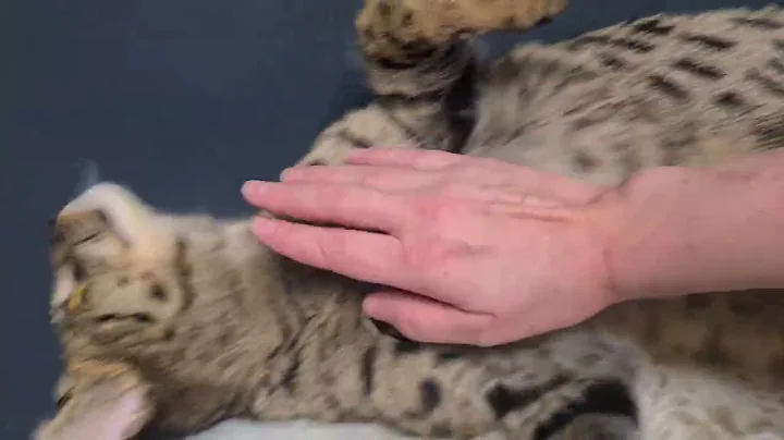 Video 1904261: f1 savannah cat, sweet savannah cat