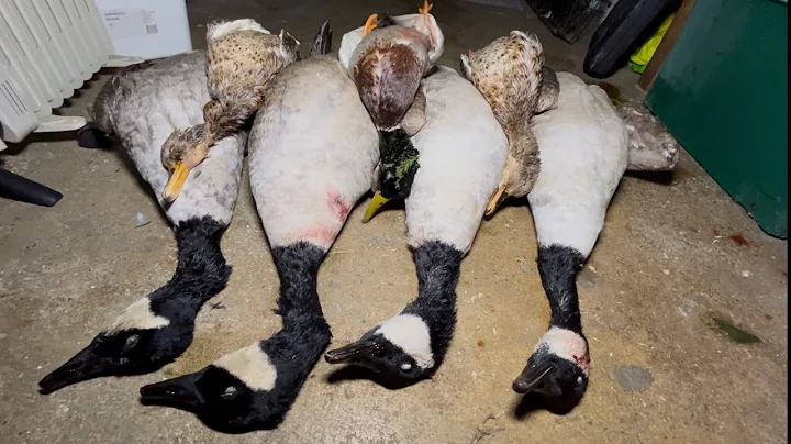 Flighting Ducks and Geese After A Flood