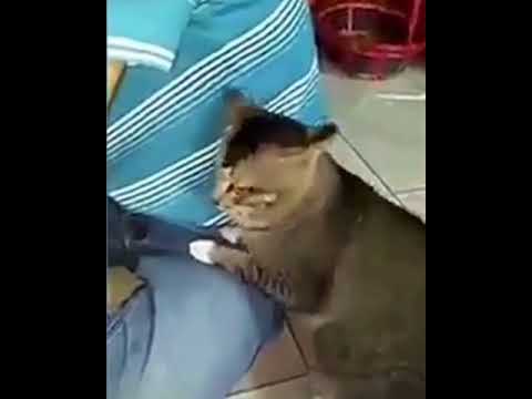 Video: Pengsan Pada Kucing