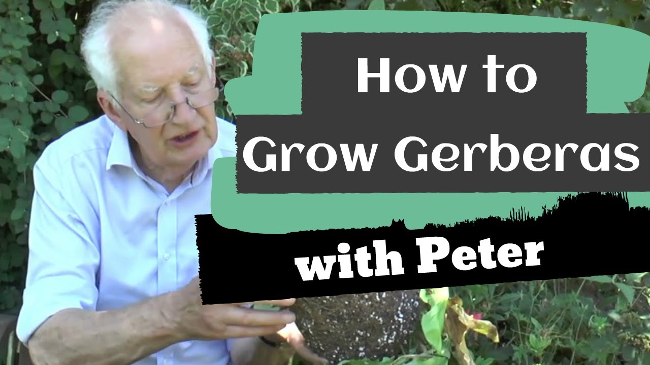 How To Grow Gerberas | Garden Ideas | Peter Seabrook