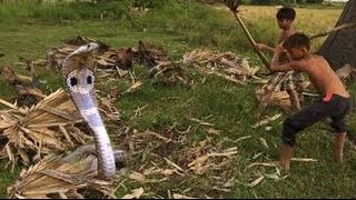 WOW !! Amazing children catch the big snake in the jungle - children catching a snake | Net Fishing