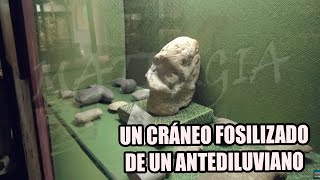 HALLAMOS EL CRÁNEO FOSILIZADO DE UN ANTEDILUVIANO?