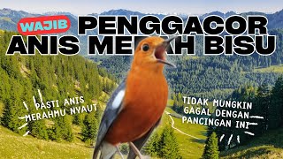 MACETAN PASTI NYAUT | ANIS MERAH GACOR INI 100% JITU UNTUK PANCINGAN ANIS MERAH MACET BIAR BUNYI |22