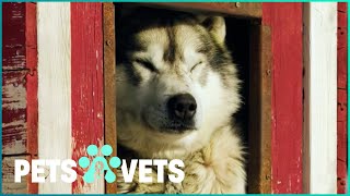 The Heartwarming Lives Of Incredible Dogs | Dogs \& Us - The Secret of a Friendship