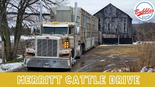 Merritt Cattle Drive Trailer Review #trucking