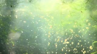 Daphnia culture