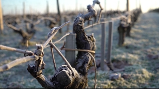 Bordeaux 2014: Vintage Summary