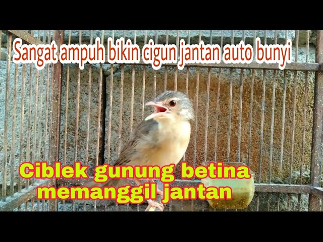 pancingan ciblek gunung Betina memanggil jantan class=