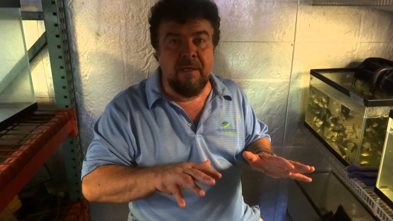 How to Start Small Fish Farm for Tilapia YouTube