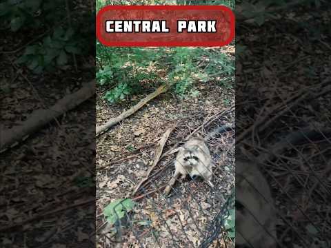 Central Park New