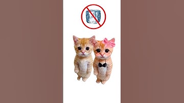 Why Kitties Don’t Want Relationships? Explain with kitties