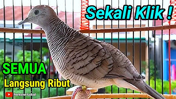 Pancingan Burung Perkutut Lokal Gacor Paling Bagus Cepat Bunyi #perkututlokalgacor 