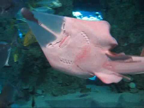 Re Sumpahan Ikan Pari Youtube Re Sumpahan Ikan Pari Youtube