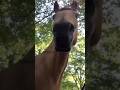 Imagine waking up to this creepy horse commentary reaction wtf news scary spooky short fyp