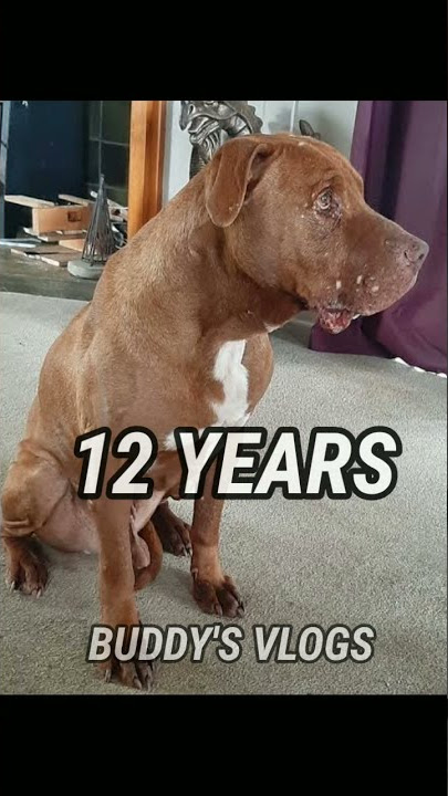 Download lagu PITBULLS AT DIFFERENT AGES DAY 1 TO 12 YEARS #dogtransformation