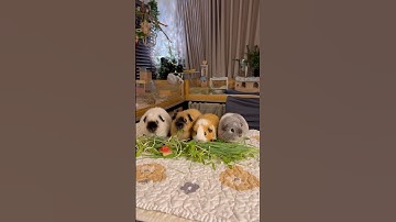 Happy eating 💚 #guineapig #หนูแกสบี้ #cutepets #cavy #guineapighome #cute