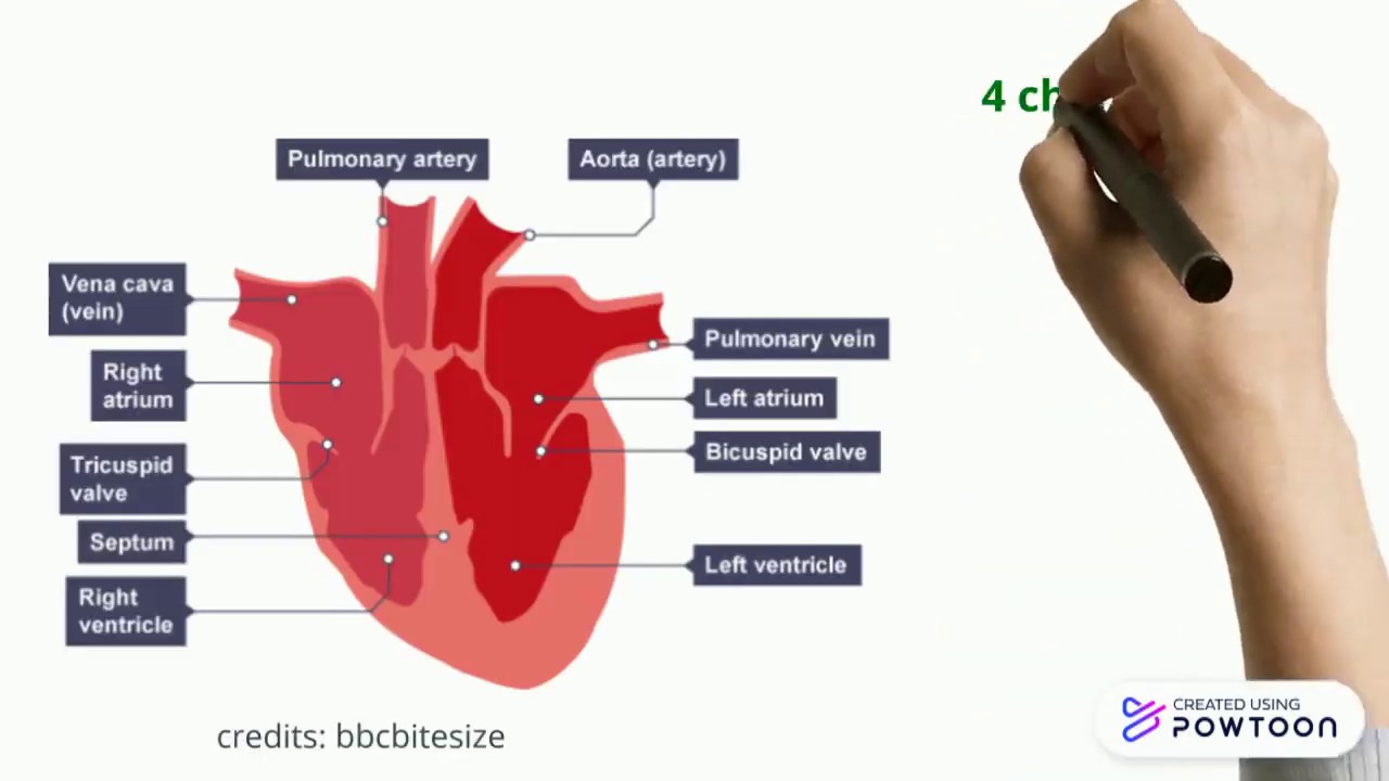 GCSE structure of the heart memory hack - YouTube