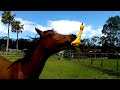 Funniest horses   best compilation of 2023