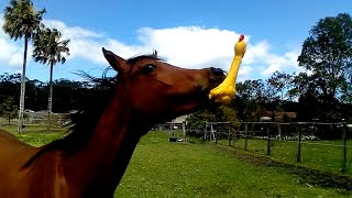 Funniest Horses  | BEST Compilation of 2023