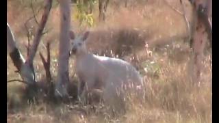 White Kangaroo.wmv