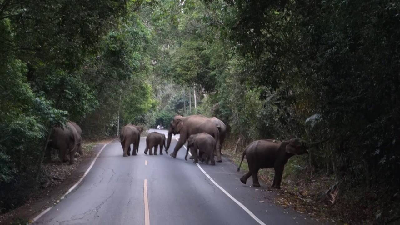 Wild Elephant Family in Khao Yai National Park, Thailand YouTube