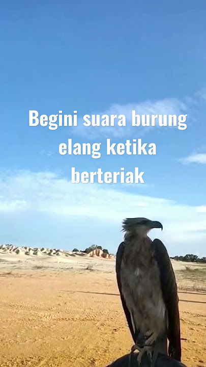 Suara burung elang, awas kaget !!! #burung #burungelang #elangjawa #shorts