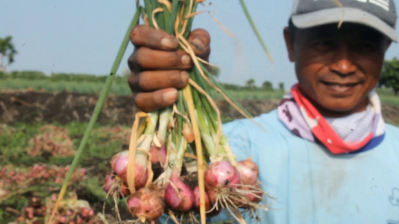 PANEN BAWANG MERAH KABUPATEN LAMONGAN 