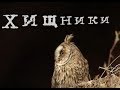 Чернобыльские джунгли. 20 лет без человека... Часть 5 [Хищники]