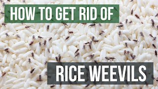 How to Get Rid of Rice Weevils (4 Easy Steps)