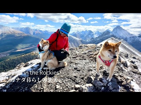 強風の岩山でも軽々と登るカナダ暮らしの柴犬が逞しすぎる【4K】