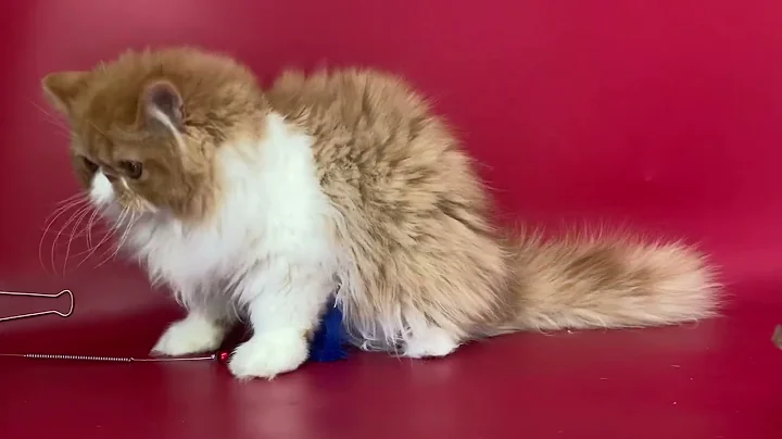 Watch the video about Persian Male kitten of Majestymeow Cattery!