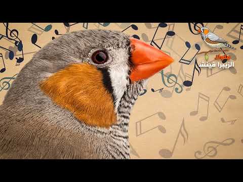 غناء انثى الزيبرا فينش لتحفيز الذكر Female Zebra Finch Singing