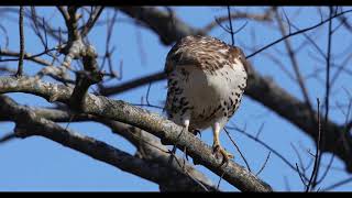 Red-tailed hawk eating vole