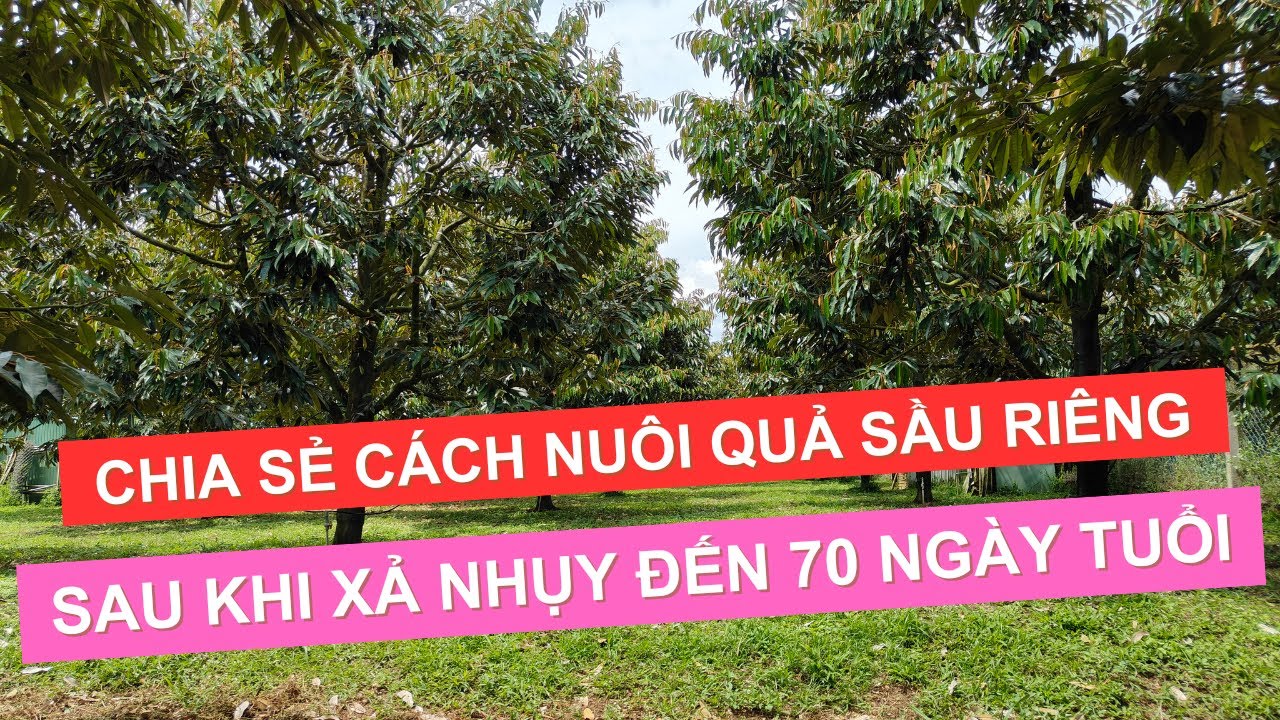 CHIA SẺ CÁCH CHĂM SÓC TRÁI SẦU RIÊNG TỪ 50 ĐẾN 75 NGÀY