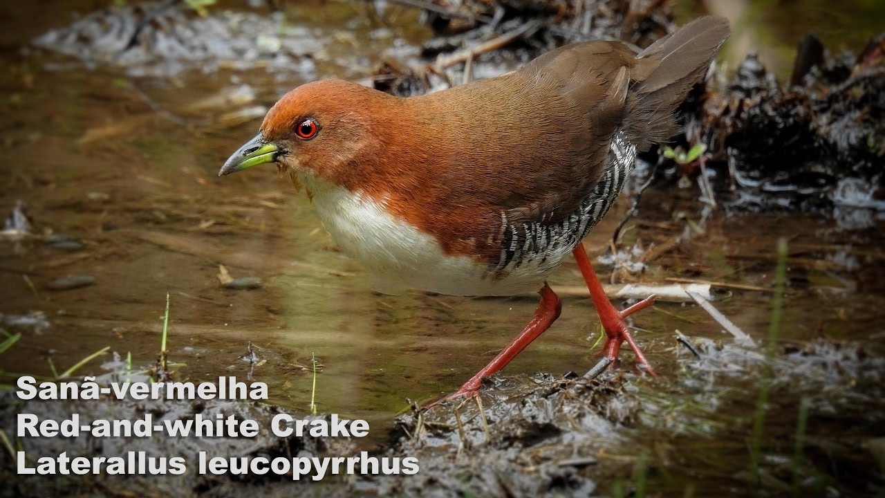 Laterallus leucopyrrhus - Sanã-vermelha - Red-and-white Crake 