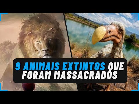 Vídeo: Uma espécie extinta de animais, ou erros da Humanidade