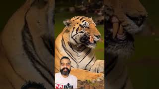 Tiger vs Gaur 😱 Real Fight | Shocking Ending #animallife #animals #tiger #wildlife #shorts