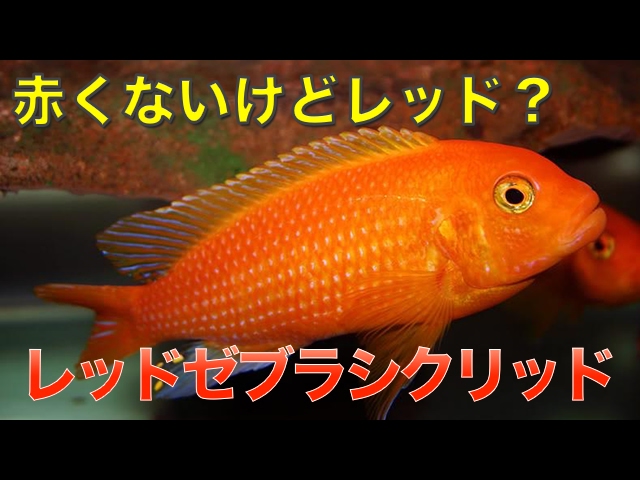 熱帯魚・アフリカンシクリッド】 レッドゼブラシクリッド （Aqupedia） - YouTube