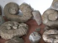В Дагестане во время раскопок нашли скелет ихтиозавра