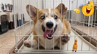Funniest Animal Videos 2026 😂 These Funny Cats & Dogs Somehow Keep Every Funny Scene Pure Gold!