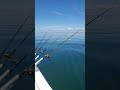 🎣Fishing is my happy place. Trolling Walleye, Lake Erie #walleyefishing #fishing #pickerel